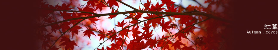 紅葉